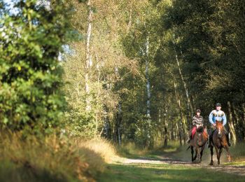 Trail Equestrian Belœil - Boucle de Beloeil - Photo