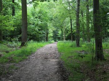 Tocht Te voet Lessen - Wandeling van Bois-de-Lessines - Photo
