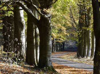 Trail On foot Tenneville - Ferme au Pont Berguème-Mousny - Photo