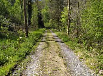 Excursión A pie Vresse-sur-Semois - L'ancien vicinal - Photo