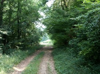 Trail Walking Nailly - Le Fay-Villeperrot-Villenavotte - Photo