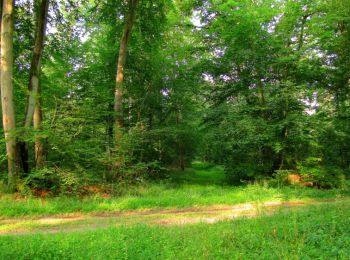 Trail Walking Compiègne - en forêt de Compiègne_17_les Rossignols - Photo