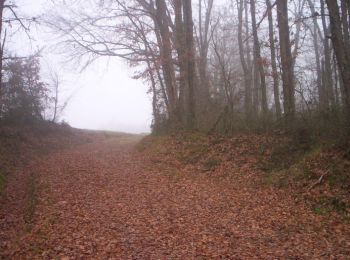 Randonnée Course à pied Villemur-sur-Tarn - Villemur Bondigoux - Photo
