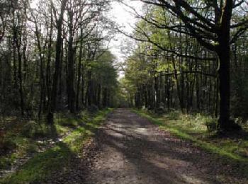 Trail Mountain bike L'Orbrie - Boucle de la Balingue - Photo