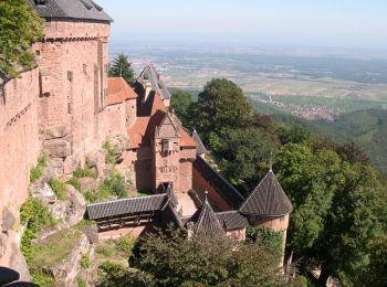 Trail Mountain bike Châtenois - Châtenois: Haut mon Château - Photo