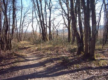 Tour Mountainbike Montaigut-sur-Save - Forêt de Bouconne - Photo