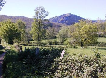 Excursión Bici de montaña Escoussens - Le Prunier - Photo