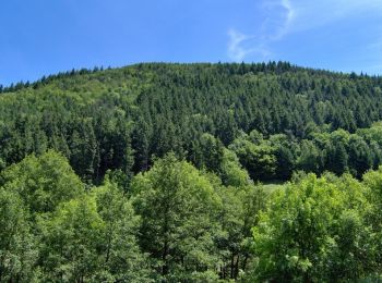 Excursión Bici de montaña Dambach-la-Ville - A la Recherche de la Fille Perdue - Photo