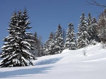 Percorso Racchette da neve Solbach - Raquettes au Champ du Feu - Photo