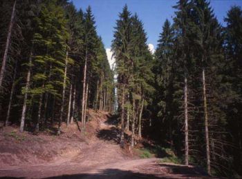 Randonnée V.T.T. Orbey - Les Mérelles - Photo