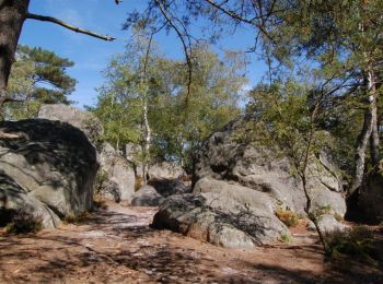 Trail Walking Noisy-sur-École - Les 25 Bosses - Gps en Forêt de Fontainebleau - Photo