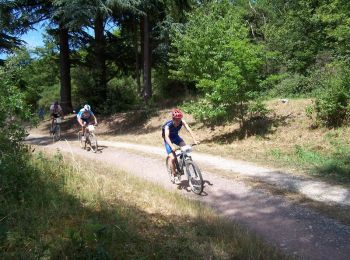 Trail Mountain bike Chalonnes-sur-Loire - Espace VTT FFC des Côteaux du Layon - Circuit n° 01 - Corniche Angevine - Photo