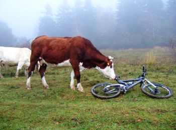 Tocht Mountainbike La Ravoire - Bauges - La Thuile - Trou de Chignin - Photo