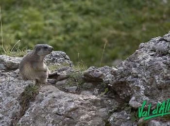 Tour Mountainbike Beauvezer - Espace VTT FFC Val d'Allos - Circuit n° 13 - Ondres - Photo