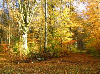 Tocht Stappen Longpont - en forêt de Retz_68_ballade (2) en toute saison - Photo