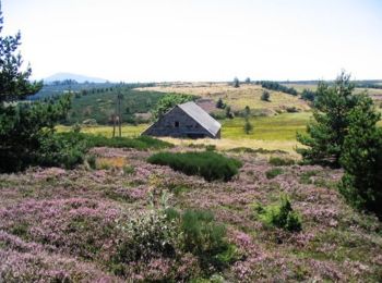 Excursión Senderismo Sainte-Eulalie - Boucle Le Bouteirou - Mont Gerbier de Jonc - Etape 2 - Photo