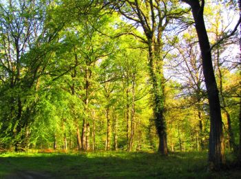 Tocht Stappen Longpont - en forêt de Retz_69_ballade (3) en toute saison - Photo