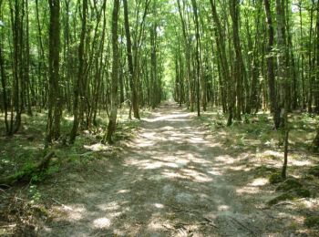 Randonnée Marche Chilleurs-aux-Bois - Étang de la vallée du Diable - Forêt d'Orléans - Photo