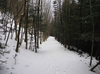 Tour Schneeschuhwandern Büssing - Vosges en Raquettes : Bussang, tour de la Tête des Allemands - Photo