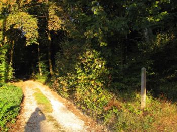 Trail Walking Pierrefonds - en forêt de Compiègne_20_le Beaudon_bois de Damart_la Héronnière_bois du Bourgot - Photo