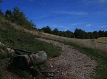 Trail Walking Saint-Maurice-sur-Moselle - Le Lac des Perches - Saint Maurice sur Moselle - Photo