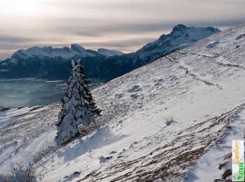 Tour Schneeschuhwandern La Motte-d'Aveillans - Le Sénépy depuis les Signaraux - Photo