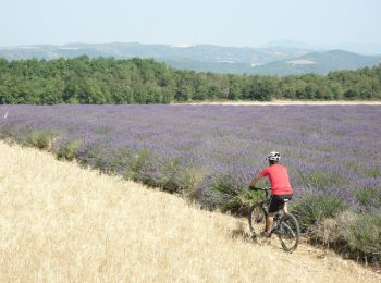 Tocht Mountainbike Gréoux-les-Bains - Espace VTT FFC Verdon des Collines - Le plateau de Valensole n°4 - Gréoux les Bains - Photo