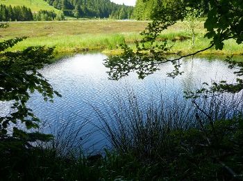 Trail Walking Kruth - Le Rainkopf - Kruth - Tour des Lacs des Vosges - Etape 6 - Photo