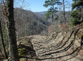 Trail Walking Courgoul - Le chemin des bergères et le Plateau d'Ussel - Courgoul - Photo