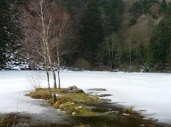 Tocht Sneeuwschoenen Oderen - Crêtes des Vosges en hiver - De Steinlebach à Rouge Gazon - Photo