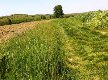 Tocht Mountainbike Montjoire - De Montjoire aux Toulzas par Lacour - Photo