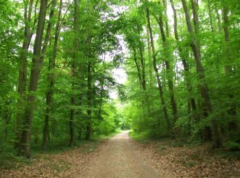Trail Walking Boulogne-Billancourt - Parc de St Cloud et forêt de Fausses Reposes - Photo
