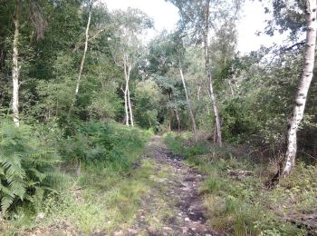 Trail Walking Taverny - Boucle en forêt à partir de Taverny - Photo