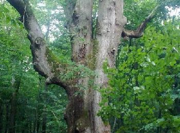 Trail Walking Saint-Bonnet-Tronçais - Le circuit des 7 chênes - Saint Bonnet Tronçais - Photo