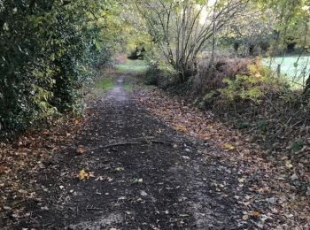 Trail Walking Guipel - 08.11.2018 - Nord Montreuil Le Gast à HÉDÉ - Photo