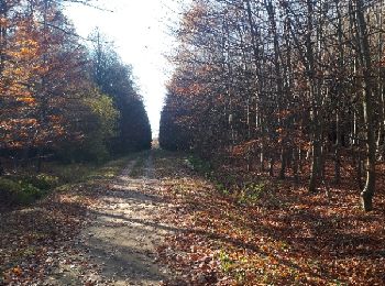 Trail Nordic walking Sprimont - Banneux_18_11_2018 - Photo