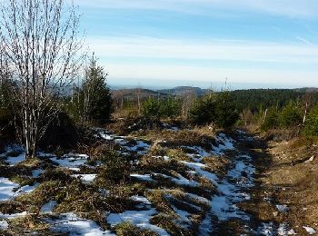 Trail Walking Les Noës - Nouvelle Piste Forestière entre le Rocher de Rochefort et le Plan du Grand Jonc - Photo
