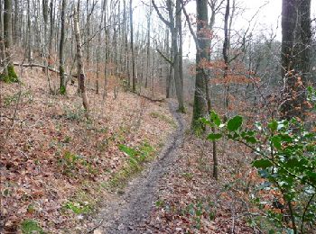 Tour Wandern Ham-sur-Heure-Nalinnes -  Balade en forêt à Ham-sur-Heure - Photo