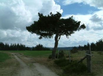 Trail Walking Chanaleilles - Le Sauvage - Les Estrets - Chemin de Compostelle - Photo