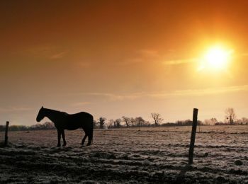 Trail Equestrian Plésidy - Boucle Plesidy - Kergornec - Photo
