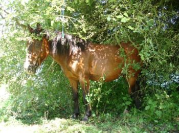 Percorso Cavallo Plestin-les-Grèves - Boucle en Trégor Ouest - Plestin-les-Grèves - Tonquédec - Photo