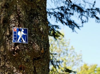 Trail Walking Soorts-Hossegor - Balade en forêt d'Hossegor - Photo