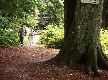 Randonnée Marche Forest-l'Abbaye - Promenades en forêt de Crécy 2-2 - Photo