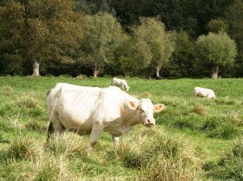 Tocht Stappen Étinehem-Méricourt - Les marais des vaches - Photo