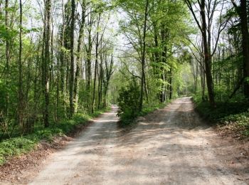 Trail Walking Remiencourt - Le bois du Roi - Photo