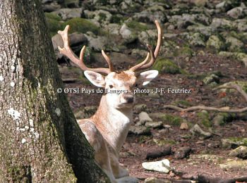 Tocht Stappen Noidant-le-Rocheux - Sentier Vosges-Pyrénées - de Noidant le Rocheux à Auberive - Photo