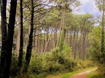 Trail Walking Sore - Sore grande boucle - Landes de Gascogne - Photo