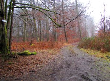 Trail Walking Longpont - en forêt de Retz_73_ballade (5) en toute saison - Photo