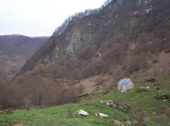 Tour Wandern Bethmale - Les chevaux de Mérens - Photo