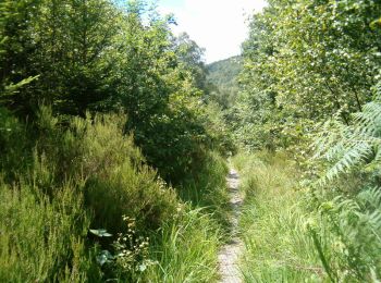 Trail Walking Monthermé - Rando dans le massif ardennais des Hauts-Buttés - Photo